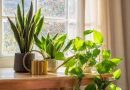 How to Keep Your Indoor Plants Healthy